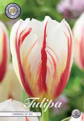 Artikelbild 2 von 'Tulpe Carnaval de Rio (10 Stück)' aus der Kategorie Tulpenzwiebeln