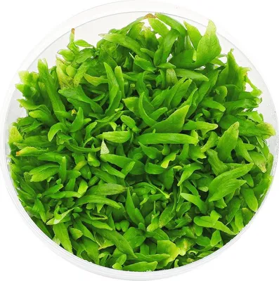 Zdjęcie produktu dla Roślina Invitro kubek mini - hygrophila polysperma sunset Eco Plant