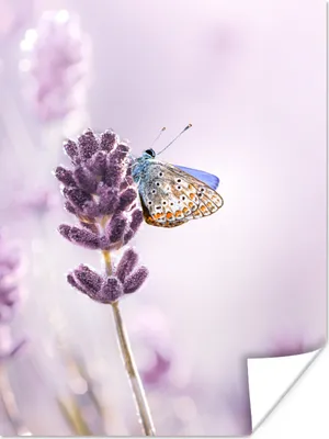 Produktbild von MuchoWow® Poster Lavendel - Schmetterling - Nahaufnahme - Lila 120x160 cm - Wandbilder