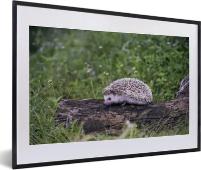 Produktbild von MuchoWow® Gerahmtes Poster Igel auf Baumstumpf 60x40 cm - Poster mit Schwarzem Bilderrahmen Wandposter Rahmen Foto Bilder - Schlafzimmer - Plakat in Rahmen - Drucken