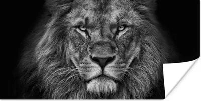 Produktbild von MuchoWow® Poster Löwe - Tiere - Schwarz - Weiß 160x80 cm - Foto Poster