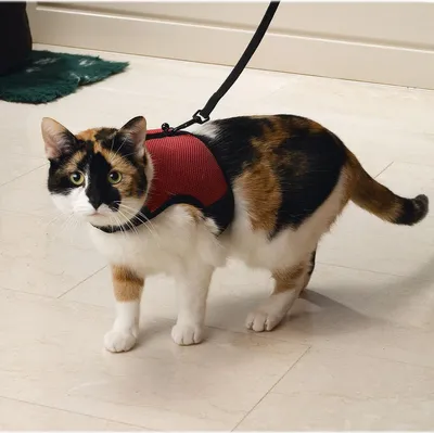 Image de Beeztees Comfort - Harnais pour chats