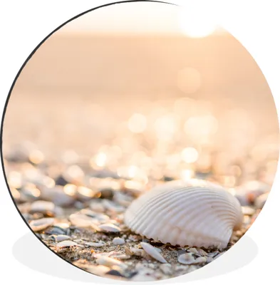 Produktbild von MuchoWow® Aluminium Wandkreis Muscheln - Weiß - Strand - Sommer Ø 60 cm Wanddeko Modern Wohnzimmer - Wand Kreis - Wandbild - Schlafzimmer - Aluminium Bild - Kinderzimmer - Wohnzimmer Dekoration - Wandschmuck