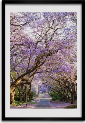 Produktbild von Bild - Bilderrahmen - Foto - 70 cm x 100 cm - MDF - Rahmen - Wandkunst - Der Jakaranda Pfad