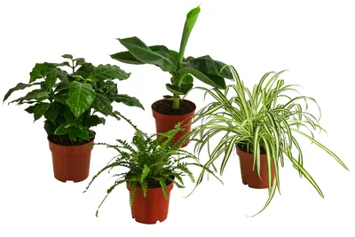 Produktbild von Dehner Pflanzenset Botanical Charm, 4 Sorten Kaffeepflanze, Grünlilie, Schwertfarn Zwerg-Banane, je 20-30 cm, Ø Topf je 12 cm, Zimmerpflanzen
