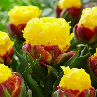 Obrázok produktu pre Cibuľky tulipánov, kvetiny, zmrzlina v tvare tulipánu, tulipán s náplňou, zmrzlina s banánovou príchuťou, 1 kus.