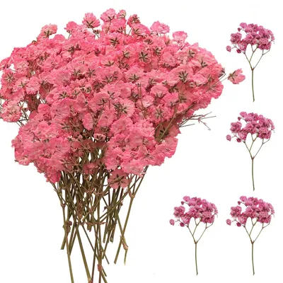 50 getrocknete Gipskraut-Rosen, natürliche Trockenblumen, 7–10 cm