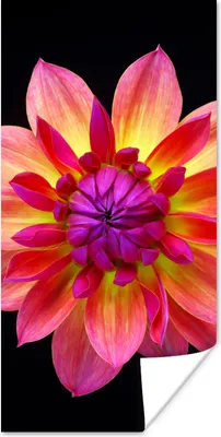 Produktbild von MuchoWow® Poster Eine Nahaufnahme der mehrfarbigen Dahlienblüte auf schwarzem Hintergrund 75x150 cm - Dekoration für die Wände