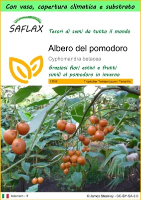 Immagine prodotto di SAFLAX Garden to go - Albero del pomodoro - 50 semi - Cyphomandra