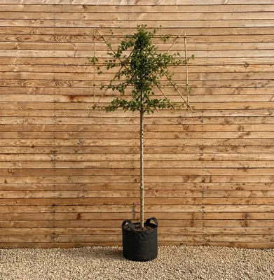 Produktbild von Rotbuche Spalier 120 cm, Stammhöhe 200 cm, Stammumfang 10-12 cm - Fagus sylvatica Spalier