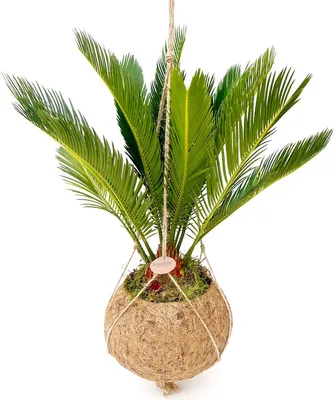 Obrázek produktu pro Kokodama Cycas revoluta (L)