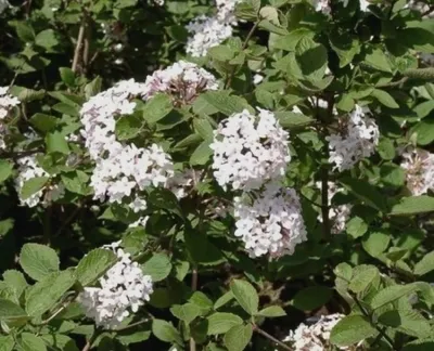 Produktbild von Duft-Schneeball - Viburnum carlesii - stark duftend (30-40)