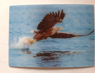 Produktbild von 3 D Ansichtskarte Adler, Postkarte Wackelkarte Hologrammkarte Tiere Vogel Vögel Seeadler