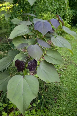 Produktbild von Catalpa erubescens 'Purpurea', Purpur-Trompetenbaum, 80–100 cm