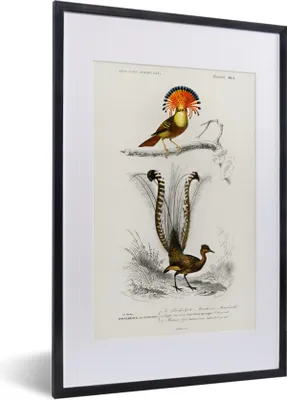 Produktbild von MuchoWow® MuchoWow® Gerahmtes Poster Vogel - Vintage - Zweig 40x60 cm - Poster mit zchwarzem Bilderrahmen - Poster in Rahmen