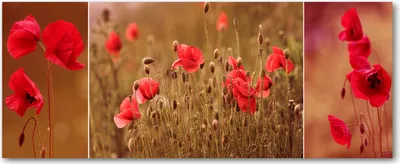 Produktbild von Tulup® Glas-Bild Wandbild aus Glas - 125x50 - Wandkunst - Wandbild hinter gehärtetem Sicherheitsglas - Dekorative Wand für Küche & Wohnzimmer  - Blumen & Pflanzen - Mohnblumen - Rot