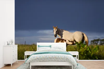 Produktbild von MuchoWow® Fototapete für Wohnzimmer oder Schlafzimmer Wandtapete Vinyl Motivtapete Pferde - Gras - Fohlen - 330x220 cm - Fototapeten