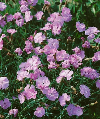 Produktbild von Dianthus gratianopolitanus 'Blauigel', Nelke, blau, ca. 9x9 cm Topf