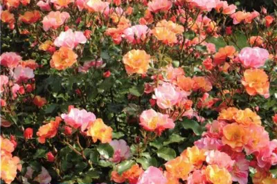 Produktbild von Kleinstrauchrose Jazz ® - Duft+ - Tantau Rosen - sehr bienenfreundlich
