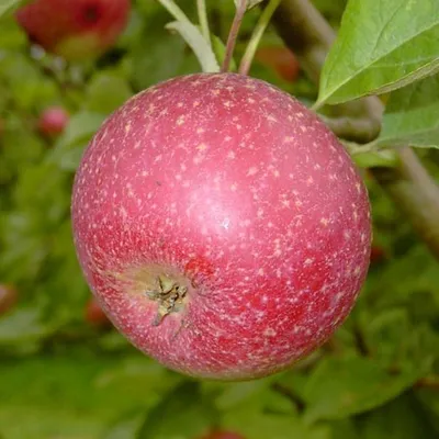 Produktbild von Rote Sternrenette Winterapfel  Zwergbaum Topfballen M9