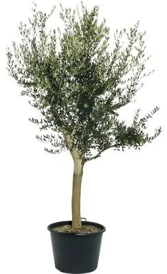 Produktbild von Olivenbaum verweigt 170-190 cm Stammumfang 20-30 cm