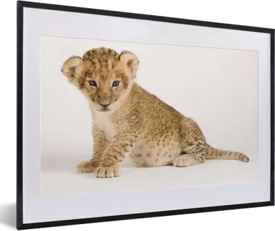 Produktbild von MuchoWow® Gerahmtes Poster Porträt - Tiger - Weiß 60x40 cm - Poster mit Schwarzem Bilderrahmen Wandposter Rahmen Foto Bilder - Schlafzimmer - Plakat in Rahmen - Drucken