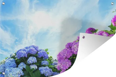 Produktbild von MuchoWow® 60x40 cm Outdoor-Poster Gartendeko Sichtschutz Garten Poster für den Garten  Hortensie für blauen Himmel