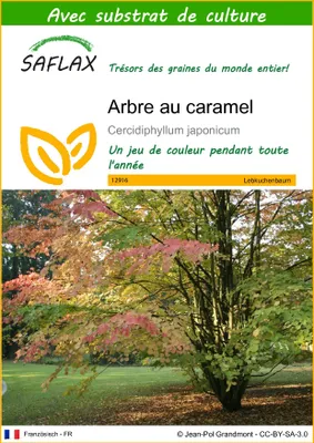 Image de SAFLAX  - Arbre au caramel - 200 graines - Avec substrat - Cercidiphyllum