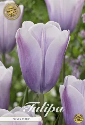 Artikelbild 2 von 'Tulpe Silver Cloud (5 Stück)' aus der Kategorie Tulpenzwiebeln
