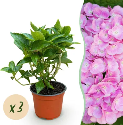 Image de Hydrangea macrophylla Pink - Hydrangea - Rustique - Rose - 3 Plantes - 20-30cm - Ø12cm - Plante de jardin