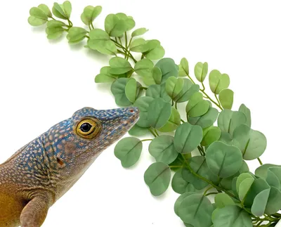 Produktbild von BioBush Nr. 4 künstliche tropische Pflanze für Terrarien Eukalyptus