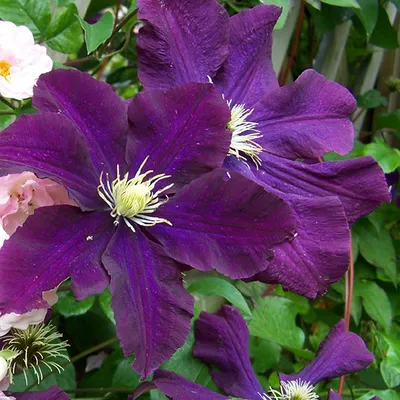 Image de Hello Plants Clematis Warszawska Nike Plante grimpante - Ø 15 cm - Hauteur : 65 cm