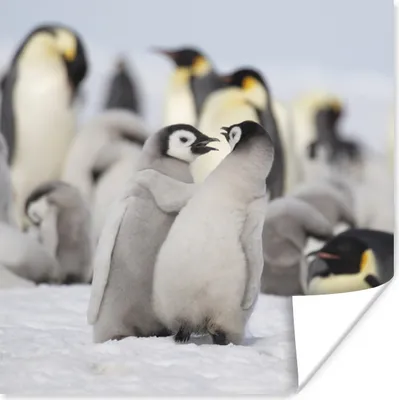 Produktbild von MuchoWow® Poster Pinguin - Schnee - Baby 100x100 cm - Babyzimmer