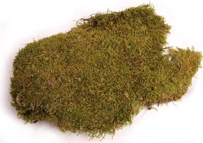 Produktbild von Moos Platten natur 50g | Lappenmoos