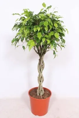 Immagine prodotto di Ficus Exotica (Fico d'India) - Pianta da appartamento, Ø 30 cm, altezza 120 cm - Pianta esotica