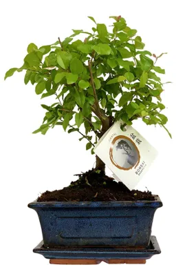 Produktbild von Zynesflora Echter Bonsai Baum Keramik Schale - Zimmerpflanze im Topf - Höhe: 25-30 cm - Feng Shui Zen Bonsai Meditation Dekoration