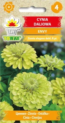 Obrázek produktu pro Zinnia ENVY 1g