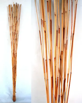 Produktbild von Bambus Ast Rohr Stock Bamboo Dekostab River Cane Bund 105 CM Deko Pflanzen Natur
