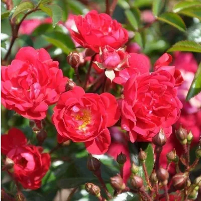 Produktbild von 2 x  Rosa  - Bodendecker Rose - Rosa 'Rote The Fairy'