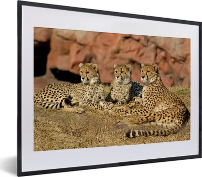 Produktbild von MuchoWow® MuchoWow® Gerahmtes Poster Gepardenmutter und -junge 40x30 cm - Poster mit zchwarzem Bilderrahmen - Bilderrahmen - Poster im Rahmen