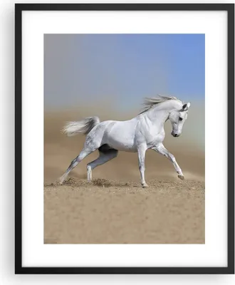 Produktbild von Gerahmtes Poster - Schwarzer Rahmen - Pferd weiß Tier - 40x50 cm - Wand Bild - Wanddeko - Wandbilder - Kunstposter - Wandposter - Bilderrahmen - Bilder - Kunstdruck - Wandbild - P2BPA40x50-0167