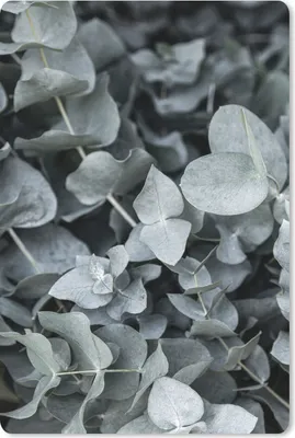 Obrázek produktu pro Podložka pod myš - Příroda - Rostliny - Eukalyptus - Listy - 18x27cm - Podložka pod myš