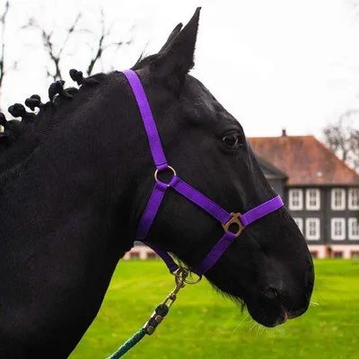 Produktbild von Hobby-Horse-Touwhalster-Accessoires