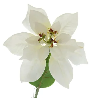 Produktbild von GASPER Weihnachtsstern - Poinsettie Weiß 60 cm - Kunstblumen