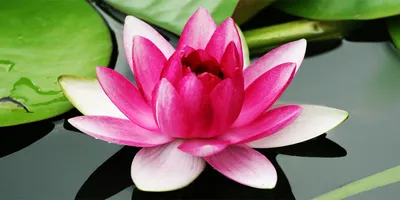 Produktbild von Tulup® Glas-Bild - 100x50 -Wandkunst - Wandbild hinter gehärtetem Sicherheitsglas  - Blumen & Pflanzen - Seerose - Rosa