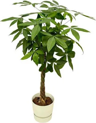 Obrázek produktu pro Pachira aquatica – štěstí – strom peněz – pokojová rostlina, cca 160 cm – Ø 30 cm – včetně květináče Greenville v bílé barvě