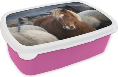 Produktbild von KitchenYeah® Lunchbox Brotzeit Brotdose 17x11 cm Nahaufnahme eines braunen Isländers zwischen weißen Pferden Kinder Brotzeitdose - Lunchpaket - Brotkasten  - Sandwich Box