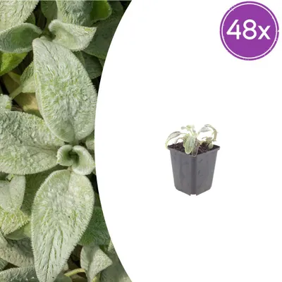 Produktbild von Stachys byzantina 'Silver Carpet' | 48 Stück - 10-25cm - Ø9cm - Gartenpflanze