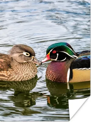 Produktbild von MuchoWow® Poster Ente - Vögel - Wasser - Federn - Tiere 60x80 cm - Schlafzimmer Dekoration