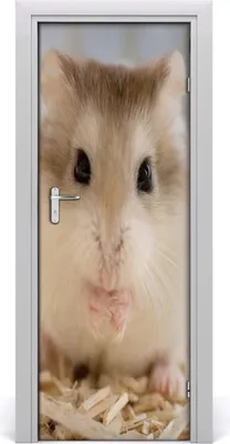 Produktbild von Tulup Türaufkleber 75x205 cm Dekorative Aufkleber Selbstklebend Wasserdichte Tapete Abnehmbar Schlafzimmer Wohnzimmer Wohnkultur - Hamster Wand